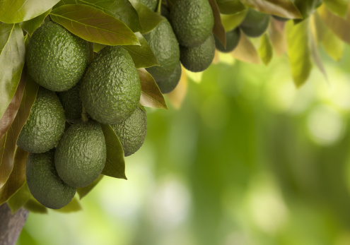 Muungano Avocado Boost